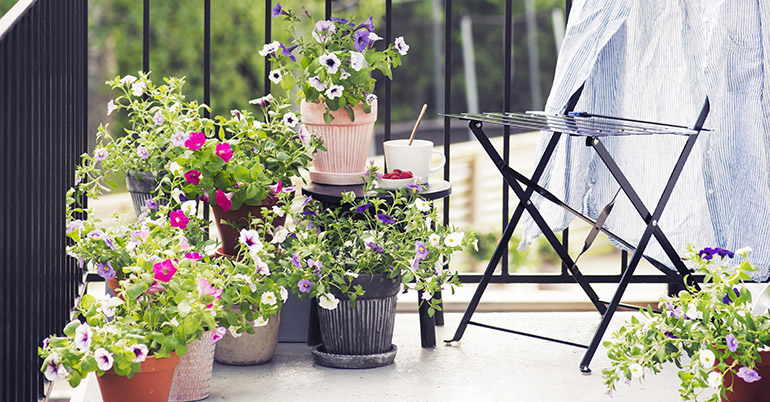 Foto: Plantagen.se